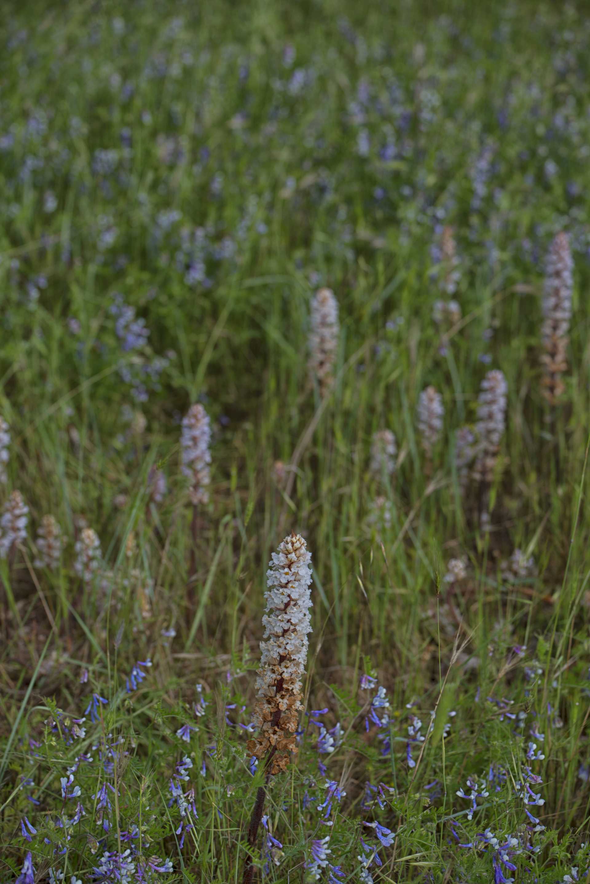 L''orobanche, la pianta strozza-legumi